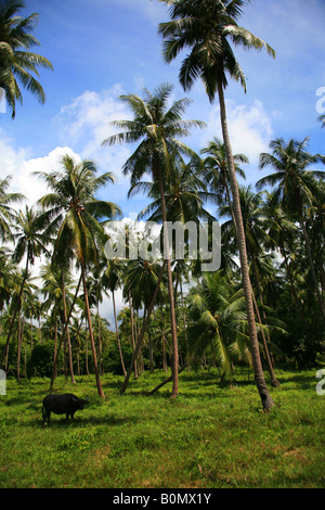 Le buffle d'eau entre les cocotiers koh Samui Thaïlande Banque D'Images