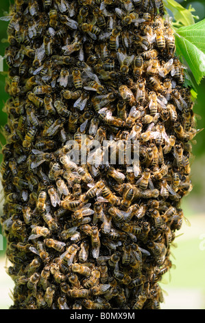 Un essaim d'abeilles suspendu à un tilleul Banque D'Images
