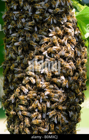 Un essaim d'abeilles suspendu à un tilleul Banque D'Images