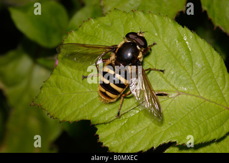 Hoverfly Sericomyia silentis mâle Syrphidae UK Banque D'Images