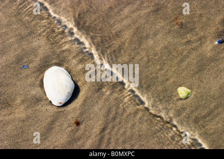 White Shell de moules sont dans le sable Banque D'Images