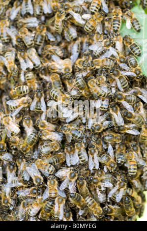 Un essaim d'abeilles suspendu à un tilleul Banque D'Images