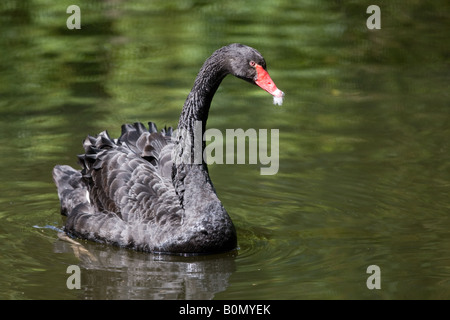 Black Swan - Cygnus atratus Banque D'Images