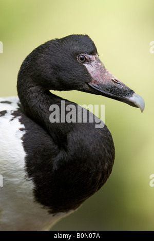 Magpie Goose - Anseranas semipalmata Banque D'Images