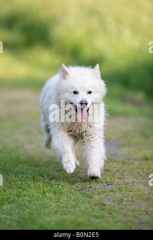 Spitz Loup Spitz Allemand mâle ou fonctionnant à pleine vitesse - half breed en raison de la fourrure blanche Banque D'Images