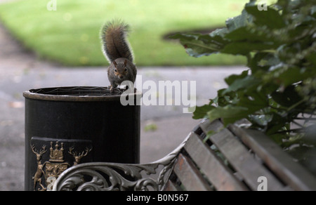 Écureuil gris assis sur poubelle dans park Banque D'Images