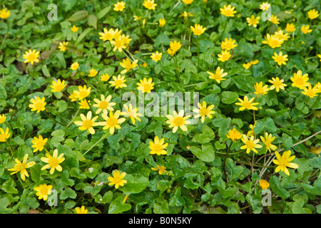 Lesser celandine, Ranunculus ficaria. UK Banque D'Images