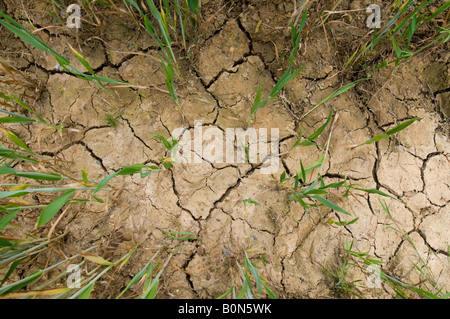 Cracked earth en champ de blé, sud-Touraine, France. Banque D'Images