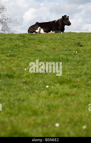 Seule femme cow assis sur le dessus d'une colline dans un champ aux beaux jours en Irlande du Nord Banque D'Images