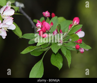 Japanese flowering Crab Apple Blossoms shot libre. Banque D'Images