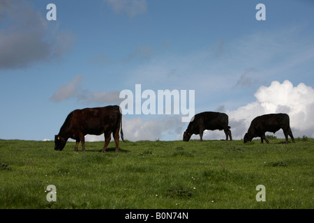 Deux vaches et un taureau paissant dans un champ aux beaux jours en Irlande du Nord Banque D'Images