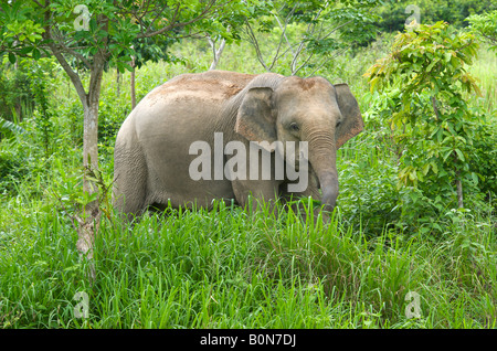 Femelle éléphant sauvage d'Asie Elephas maximus au Parc National Kui Buri Thaïlande Banque D'Images