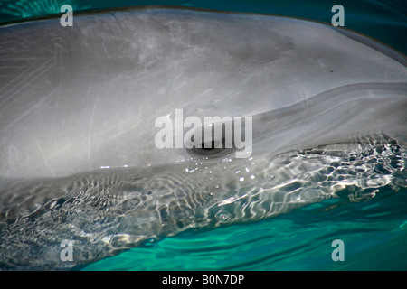 Près de grands dauphins nager dans l'œil de l'uo belle eau bleu Banque D'Images