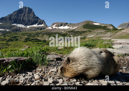 La marmotte Marmota caligata marmotta americana logan pass paesaggio paysage Parc national des Glaciers du Montana USA Nordamerica suis Banque D'Images