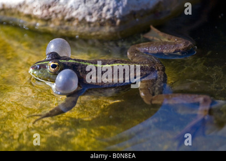 Frog appelant le partenaire pour l'accouplement. Banque D'Images