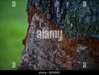 L'écorce endommagée sur arbre de chêne - Banque D'Images