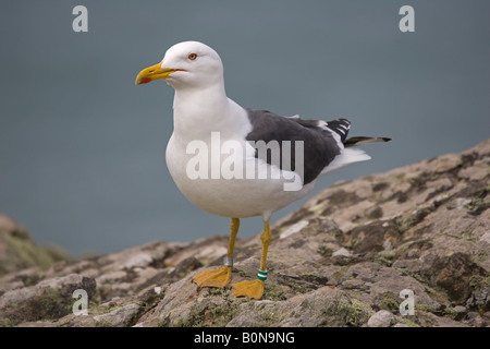 Grand black gull Larus marinus Skomer Island West Pembrokeshire Wales UK Banque D'Images