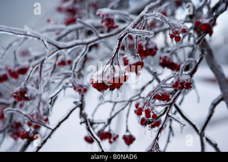 Panoramique d'hiver avec la neige et la glace couverte de petits fruits rouges sur la pendaison arbre branche à Rochester New York Banque D'Images