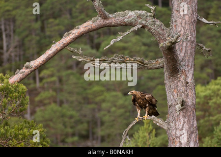Aigle royal Aquila chrysaetos sous des profils perché sur le pin d'Ecosse Speyside Banque D'Images