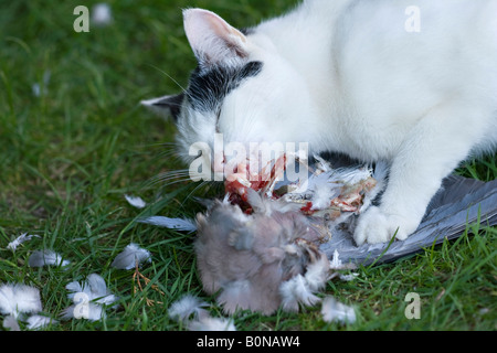 Jeune chat domestique noir et blanc (Felis catus) mangeant un pigeon mort Banque D'Images