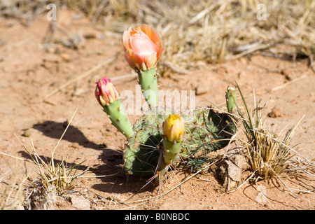 Fleurs de figuier de Barbarie (Opuntia), Arizona, USA Banque D'Images