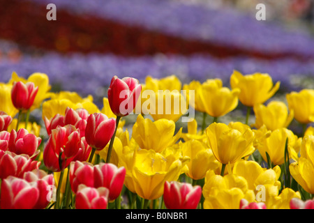 Rouge et jaune coloré tulipes au Westfalenpark Dortmund en Allemagne Banque D'Images