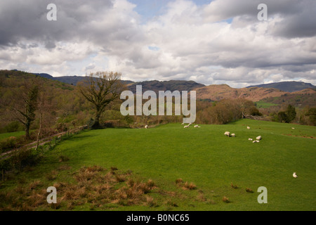 Agneaux et moutons et de repos dans un champ avec le Lake District Cumbria England montagnes au loin Banque D'Images