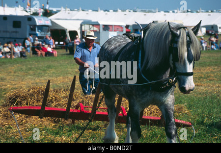 Shire Horse démonstration au grand vapeur Dorset Fair 2004 Banque D'Images