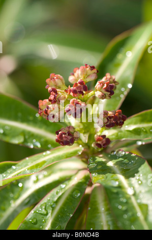 Feuilles et fleurs d'Euphorbia mellifera euphorbe Miel Banque D'Images