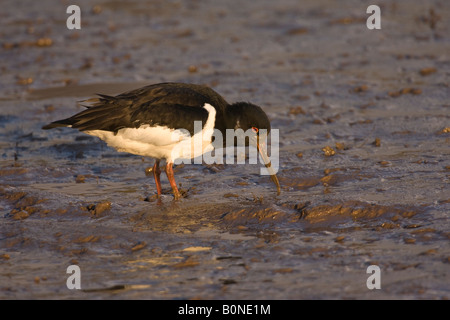 Huîtrier pie Haematopus ostralegus se nourrissant sur les vasières intertidales Norfolk Angleterre Banque D'Images