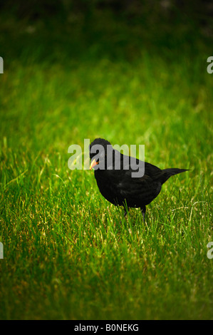 Blackbird sur la pelouse à la recherche de Vers - Turdus merula Banque D'Images