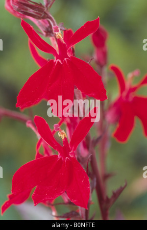 × Lobelia speciosa 'Fan Scharlach' AGM également appelé Fan Scarlet Banque D'Images