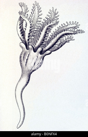 Pennatulida Federkorallen Renilla reniformis, nom de la mère, polype, art nouveau d'Haeckel 20e siècle l'Europe Banque D'Images