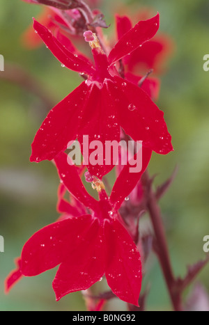 × Lobelia speciosa 'Fan Scharlach' AGM également appelé Fan Scarlet Banque D'Images