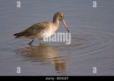 Barge à queue noire Limosa limosa alimentation adultes hiver lagon peu profond dans le Norfolk en Angleterre Banque D'Images