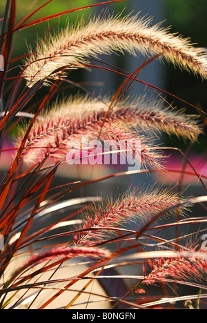 Gros plan sur les oreilles d'herbe par sunshine rétroéclairé Banque D'Images