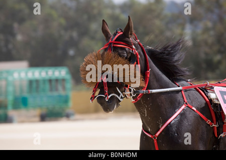 Course de sable et de cendre à Marsa racetrack, Trotters, les courses de chevaux, les courses de trot au Racing Club, hippodrome Rue, Marsa, Malte. Banque D'Images