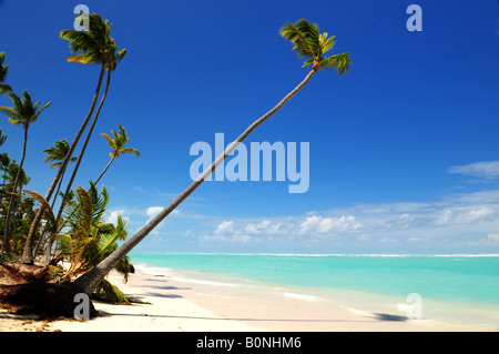 Une plage tropicale avec palmiers sur l'île des Caraïbes Banque D'Images