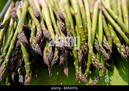 La botte d'asperges fraîches Banque D'Images