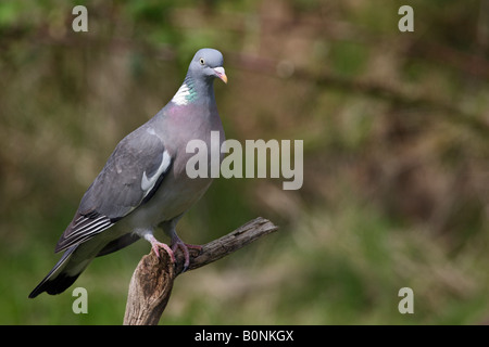 Pigeon ramier Columba palumbus perché à Potton alerte Bedfordshire Banque D'Images