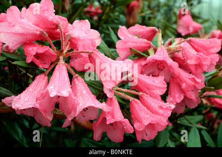 RHODODENDRON WINSOME AGM Banque D'Images