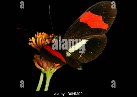 Le beau papillon, le Postman, Heliconius erato petiverana, dans la forêt tropicale de 265 hectares du parc métropolitain, République du Panama. Banque D'Images