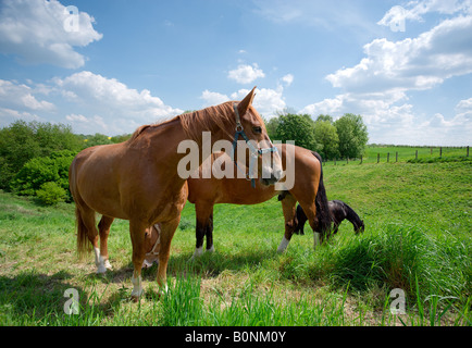 Trois chevaux pâturage sur pré vert au soleil de midi Banque D'Images