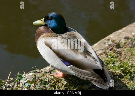 Canard colvert reposant en bord de l'eau Banque D'Images