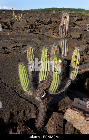 La nouvelle croissance sur un cactus candélabres - Jasminocereus thouarsii - sur l'île Isabela dans les îles Galapagos - Equateur Banque D'Images