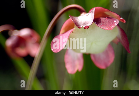 Sarracenia purpurea,, fleur, carnivores. de botanique, de pitcher, plantes, insectovorous, fleur, violet, vert, horizontal Banque D'Images