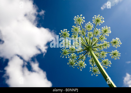 L'essor l'Angélique (Angelica archangelica ombelle). Ombelle d'angélique officinale en fleurs, au printemps. Banque D'Images