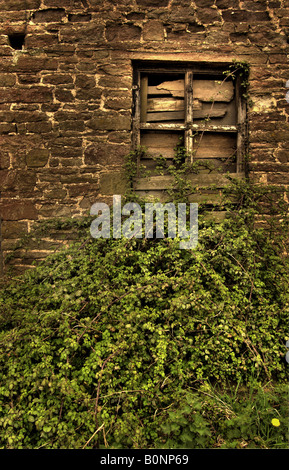 Broken ,barricadèrent fenêtre avec le feuillage. Banque D'Images