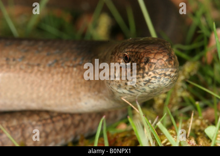 Ver lent Anguis fragilis Close up de la tête Weardale County Durham Banque D'Images