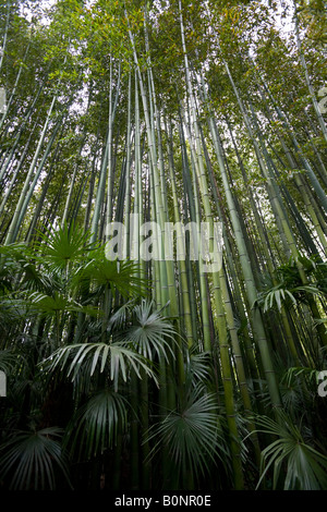 Un bambou chinois et palmeraie. Forêt de bambous (Phyllostachys bambusoides) et palmiers de Chine (Trachycarpus fortunei) Banque D'Images
